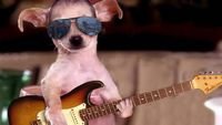 pic for Funny Dog With Guitar 
